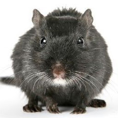 進撃のハム太郎