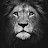@lion3001