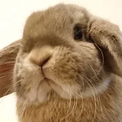 たれみみちゃんねる【うさぎ部屋】