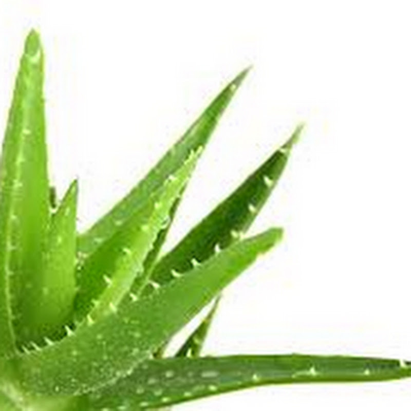 Aloeverabutiken