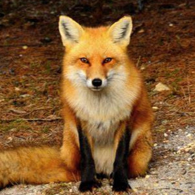 与田渊栋的访谈：大模型的真问题、变局、AI洪水与the path not taken