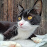 dByfneJk6hA-channel-avatar-月猫