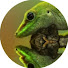9Vs1xnzs3jk-channel-avatar-Snake Island Exotics