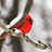 Photo of @Red-Bird-October