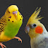WA3VknWEzVM-channel-avatar-Kevin and Krista's Flock