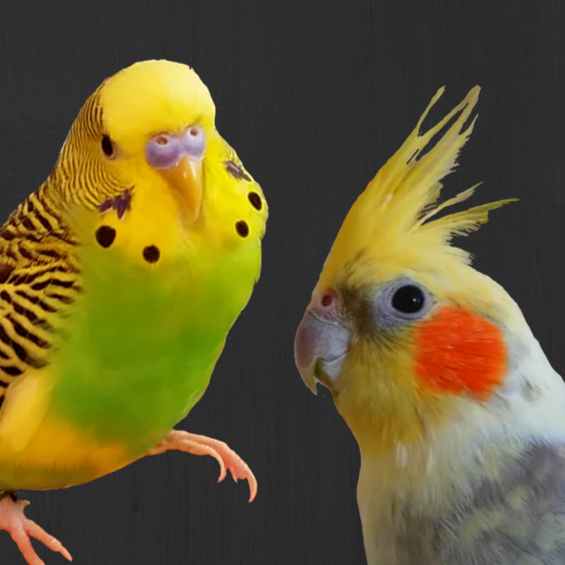 Kevin and Krista's Flock icon
