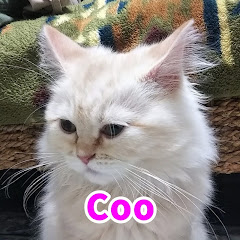 【モフモフ長毛猫】クーちゃん日記アイコン画像
