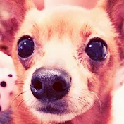 おもてなし太郎 / Omotenashi_Taro（おもてなし太郎チャンネル）