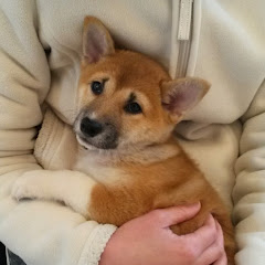 Shiba Inu „姫 HIME“ in Deutschland