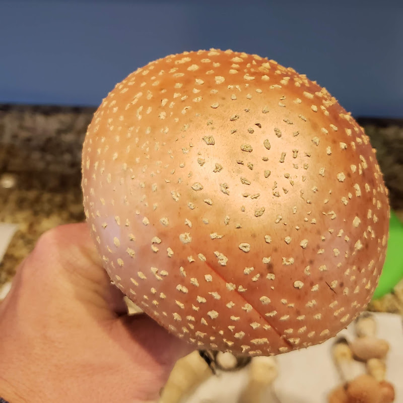 Mushrooms of South Carolina
