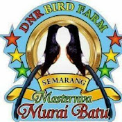 Aryo Wibowo DNR Murai Batu Bird Farm