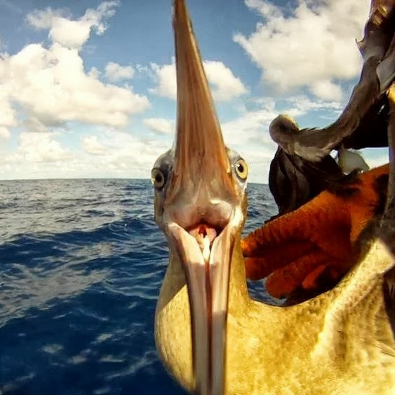 Kauai Fishing Channel
