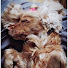 AmKzS9ssRZs-channel-avatar-HappyGrooming