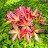 @weaamalhelani9761