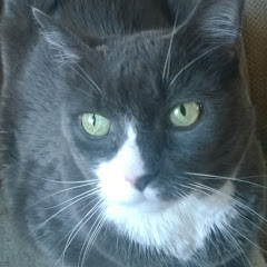 Jenn Lynn Tarot Avatar