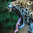 JM3hjD_W0yI-channel-avatar-metaljaguar