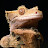 @Roogalt Avatar
