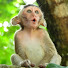 b-k8bxpnnOY-channel-avatar-BB Monkey Gallery