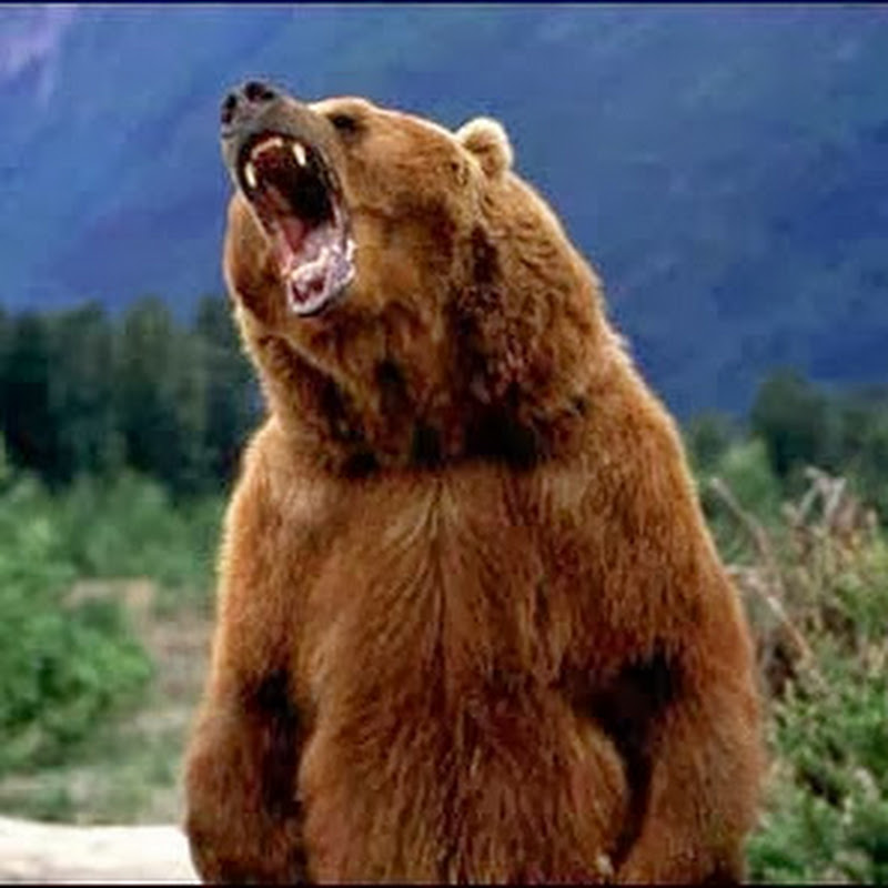 TheGrizzlyDen88
