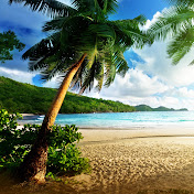 Coconut Tree