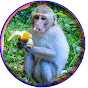 Monkey Videos logo