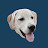 Scout The Labrador