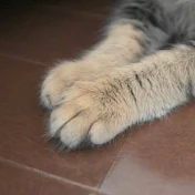 ファイナルキャット [ Final Cat ]
