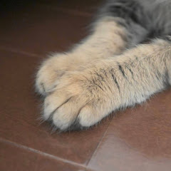 ファイナルキャット [ Final Cat ]