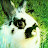 @LycisAhara's avatar