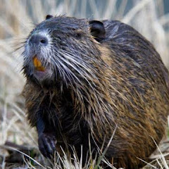 King Gnutria