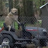 Автор