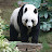 @justsomepandawithinternet Avatar