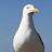 @mouette4481