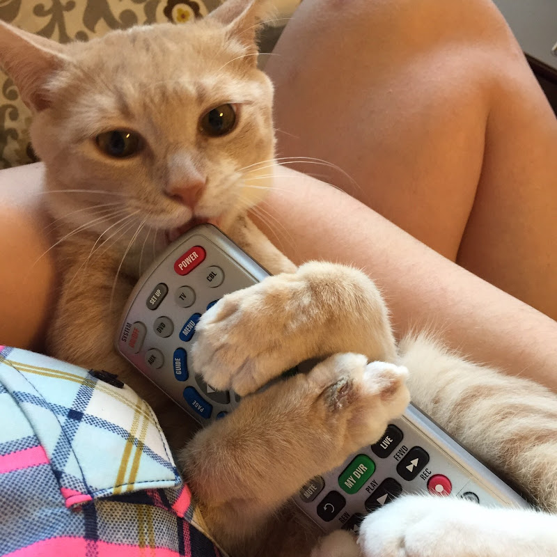 LoveThyCat icon