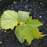 nXBz428gGgA-channel-avatar-Easy Peasy Gardening