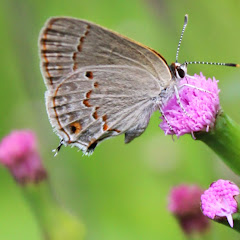 Thumbnail of related channel