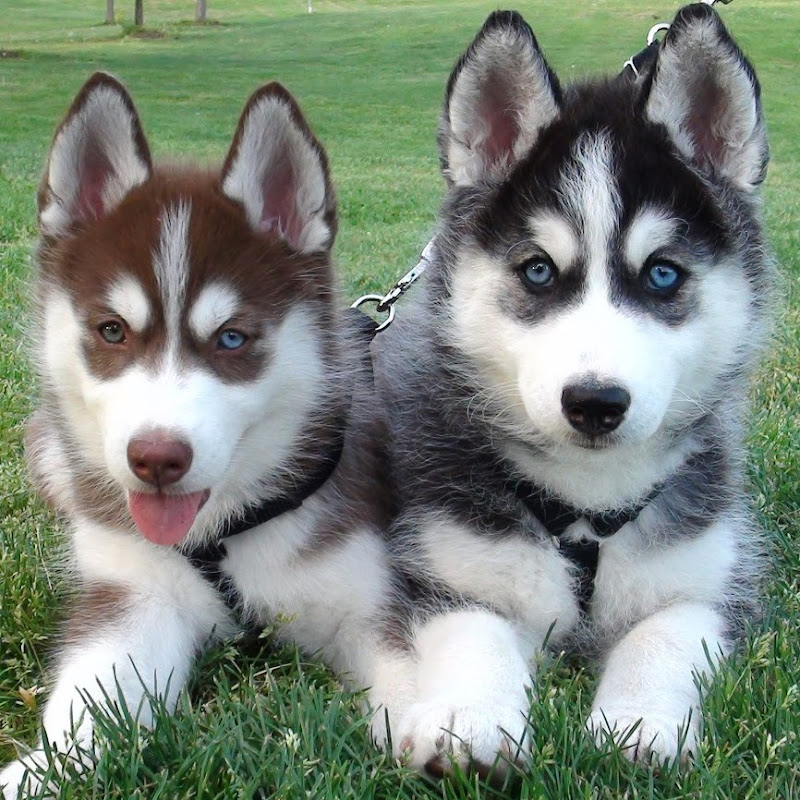 Siberian Husky Adventures