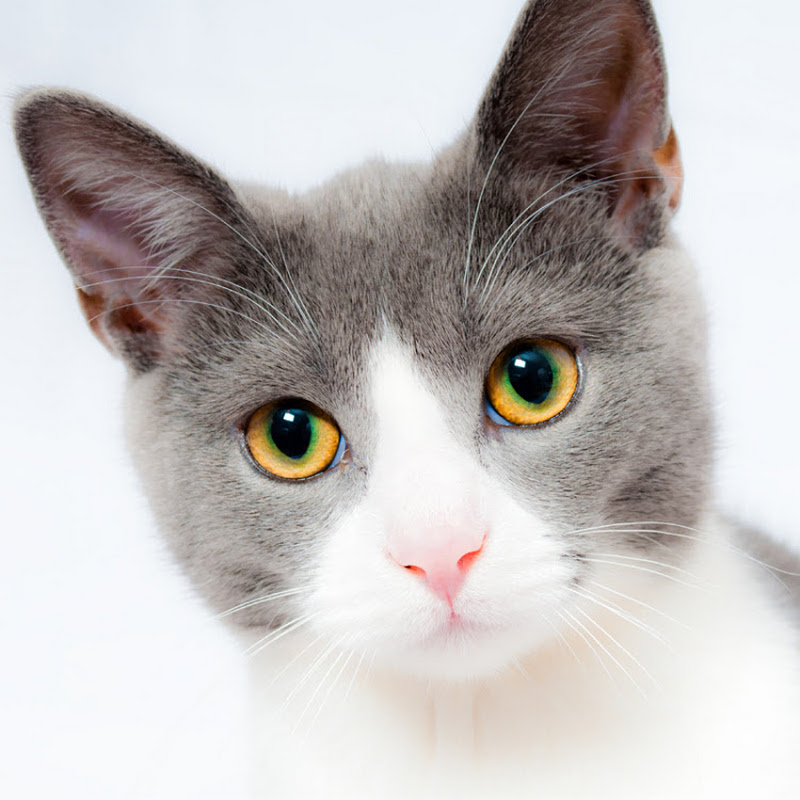 CAT TEST