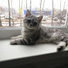 Автор