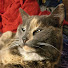 _KVhC0ziZQA-channel-avatar-CloudyKodiak