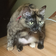 日陰猫