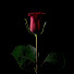 6LM4anm7vE4-channel-avatar-RED ROSE MEDIA