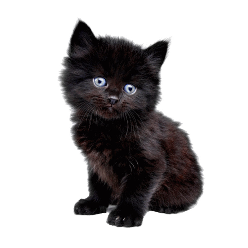 Yavru Kedi profil görseli