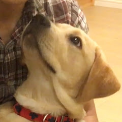 ラブラドールリリー Labrador Retrieverアイコン画像