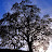 @odaily Avatar
