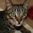 @The_Curious_Cat Avatar