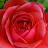 @Losthopeforamerica Avatar