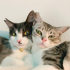 しらエクちゃんねるアイコン画像