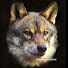 HMvcmjRQaGY-channel-avatar-Pavle Balenovic