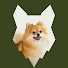 MeemSoyWG6A-channel-avatar-Fenrir Pomeranian Show